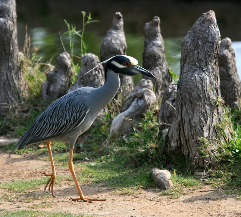 RETURN OF THE YELLOW CRESTED NIGHT HERON