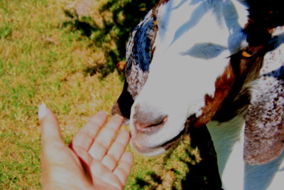 MAKING FRIENDS WITH A GOAT
