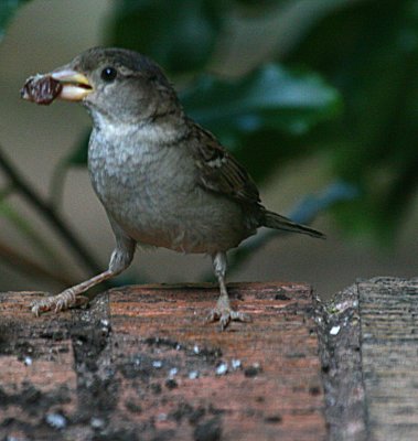 GOT DINNER