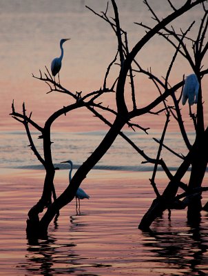 PINK WATER AND EGRETS