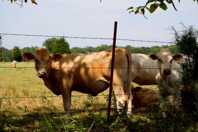 COWS  FOR JOHN