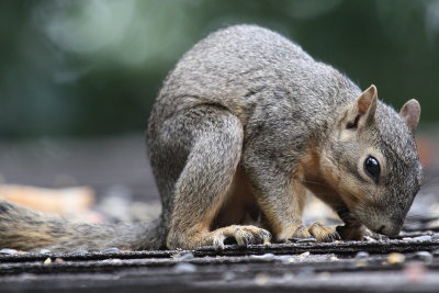 SQUIRREL