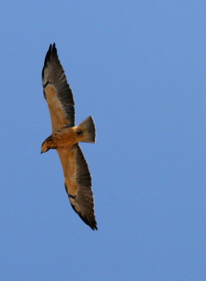 BROADWINGED HAWK