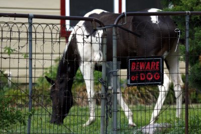 BEWARE OF DOG????  LOOKS MORE LIKE A HORSE TO ME!