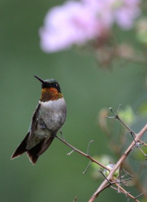 RUBY THROATED HUMMER IN A TREE I