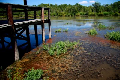 THE MARSH
