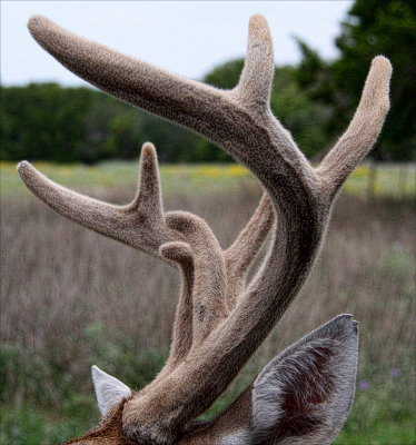 FINE VELVET RACK