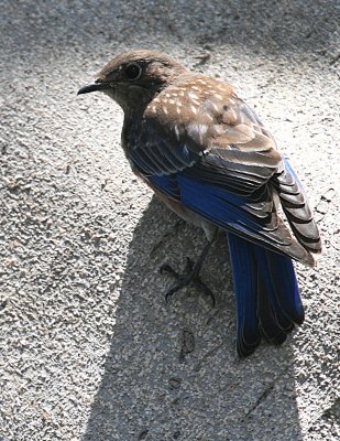 FEMALE BLUEBIRD