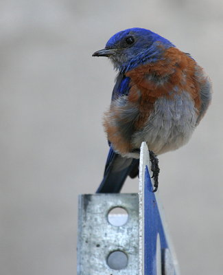 BLUEBIRD