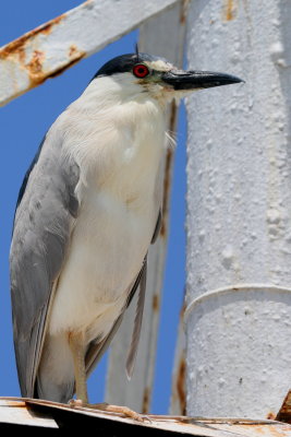 BLACK CROWNED NIGHT HERON