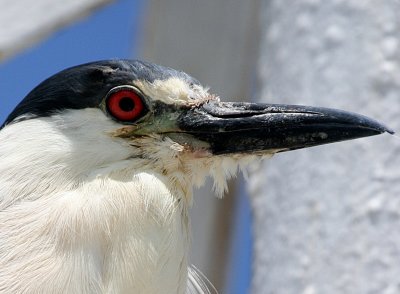 BLACK CROWNED NIGHT HERON - UP CLOSE AND PERSONAL