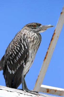 JUVENILE BLACK CROWNED HERON