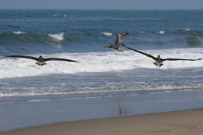 THREE PELICANS