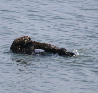 SEA OTTER EATING ABALONE