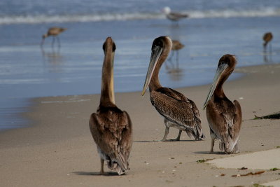 PELICANS ON AN EMPTY BEACH