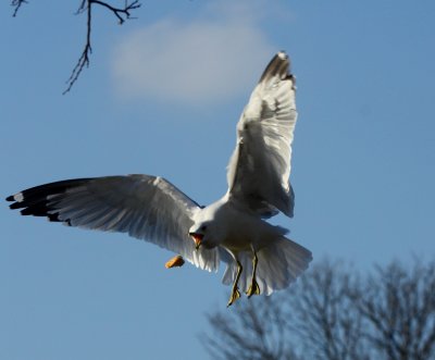 GRABBING A BITE TO EAT ON THE FLY