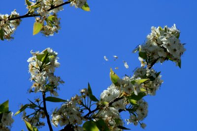BLOWING PETALS