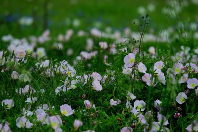 BUTTERCUPS OR WILD PRIMROSE