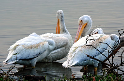 SOME MORE PELICANS