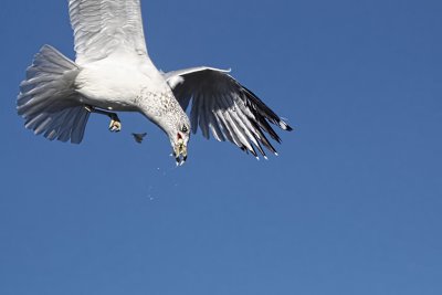 CATCH FROM A ONE-LEGGED GULL