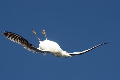 FLYING UPSIDE DOWN