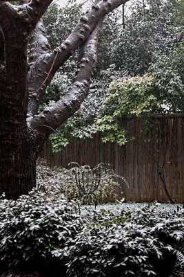 WHITE CHRISTMAS....UNBELIEVABLE