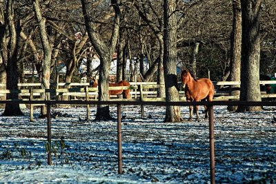 HORSES IN THE COLD