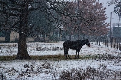 HORSE IN THE SNOW