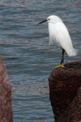 SNOWY EGRET ON A PILING