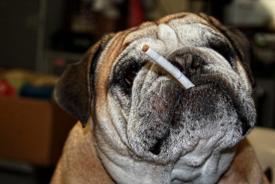 GONNA SMOKE?  NOT!!!!!!!!!!!!!!!!!!!!!!!!!!!!!