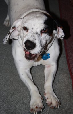 DIXIE