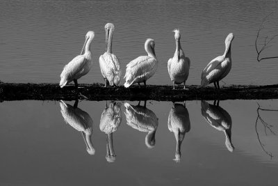 PELICAN REFLECTIONS