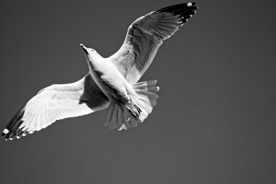 LAKE GULL...WELL, IT'S A SEAGULL BUT HE WAS AT THE LAKE SO HE'S A LAKE GULL