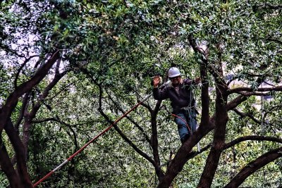 MAN IN A TREE WAVING AT ME!