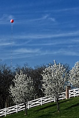 BALLOON ON A SPRING DAY