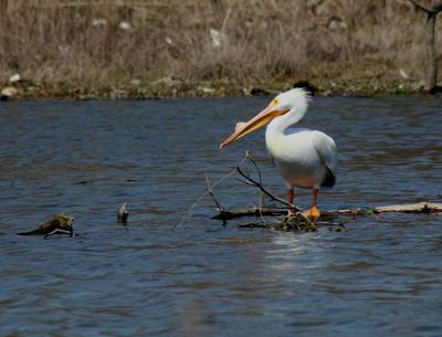 HEY MR. PELICAN