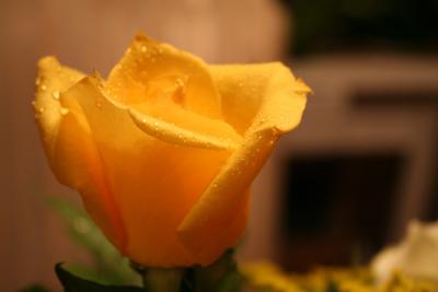 YELLOW ROSE OF TEXAS FOR A TEXAS GAL