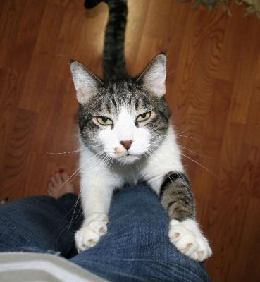 I WANT MY DINNER NOW