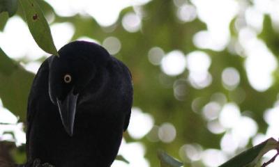 EYE SEE YOU