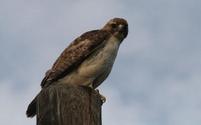 HAWK CHECKING ME OUT