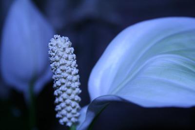 WHITE BLOOM