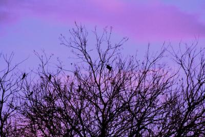 CLOUDS OVER TREES AT SUNSET