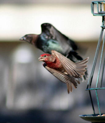 LEAVING THE FEEDER