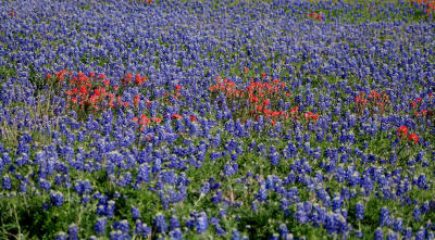A FIELD OF BLUE
