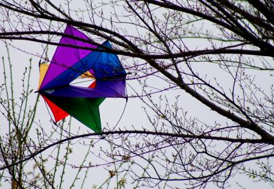 KITE EATING TREE