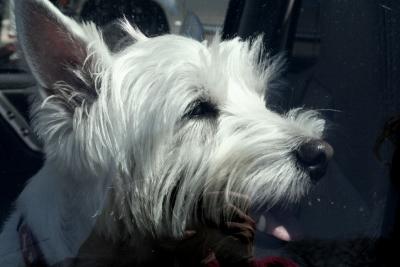 POOR POOCH HANGING OUT IN THE CAR