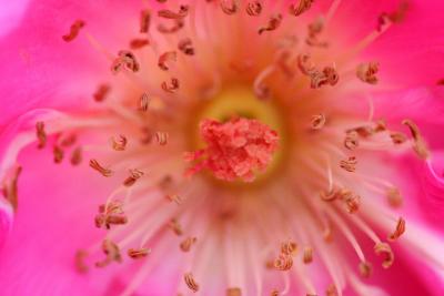 FLOWER EXPLOSION