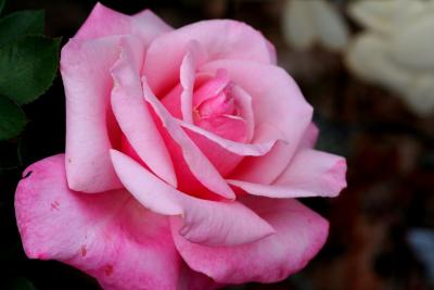 PINK ROSE