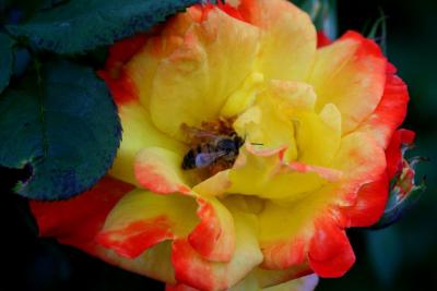 BEE AND ROSE