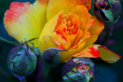 ROSES AND BUDS